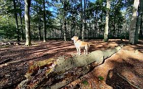 Sfeervol Chalet in Drenthe Bij het Dwingelderveld