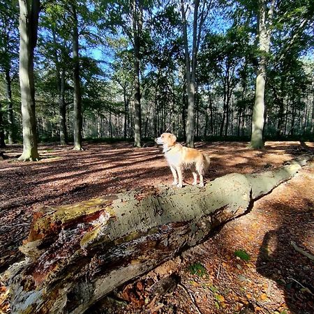 Sfeervol Chalet in Drenthe Bij het Dwingelderveld Villa Spier Buitenkant foto