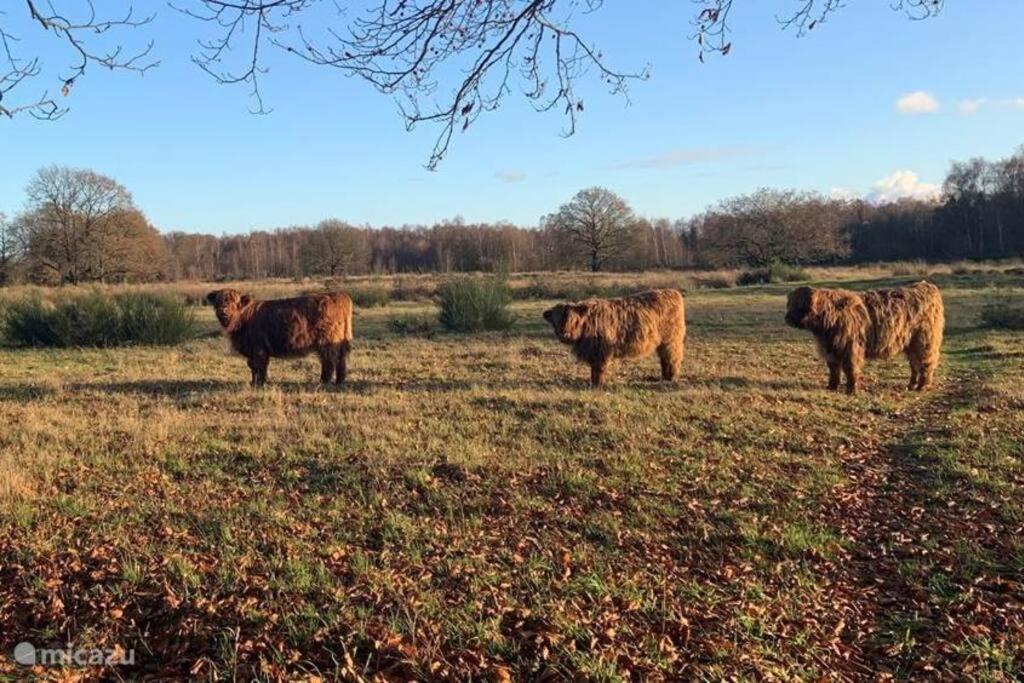 Sfeervol Chalet in Drenthe Bij het Dwingelderveld Villa Spier Buitenkant foto
