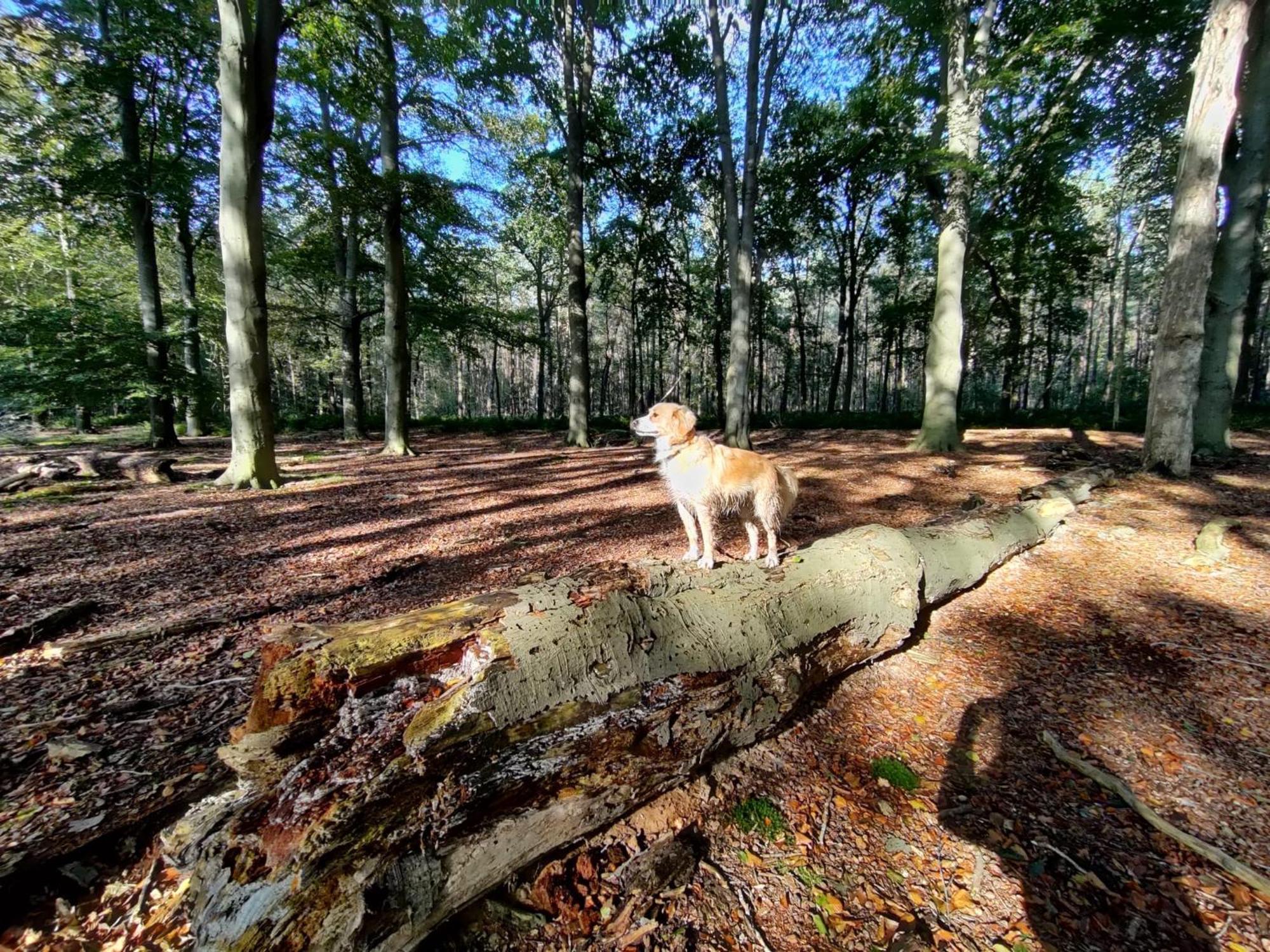 Sfeervol Chalet in Drenthe Bij het Dwingelderveld Villa Spier Buitenkant foto